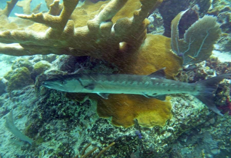 barracuda