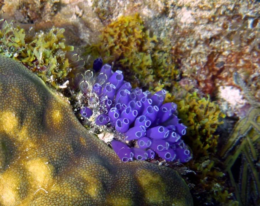 blue bell tunicate