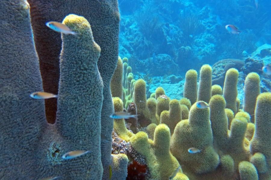 pillar coral in salt pond