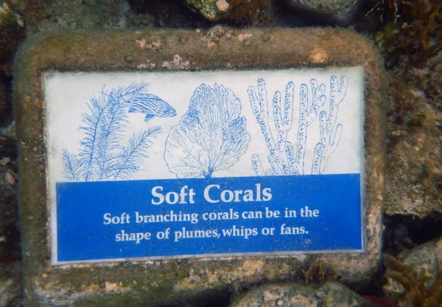 soft coral sign