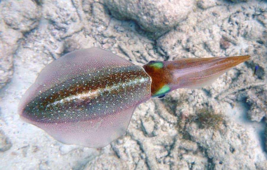 squid in the underwater trail