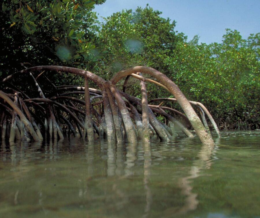 St John Mangroves