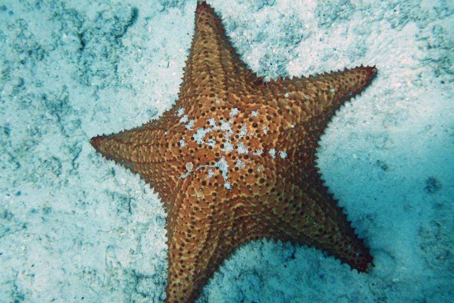 starfish