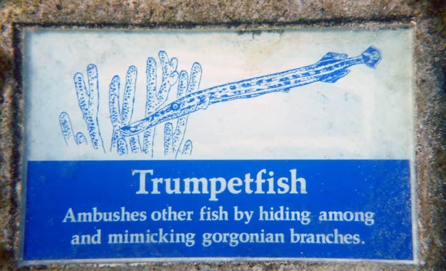 trumpetfish sign