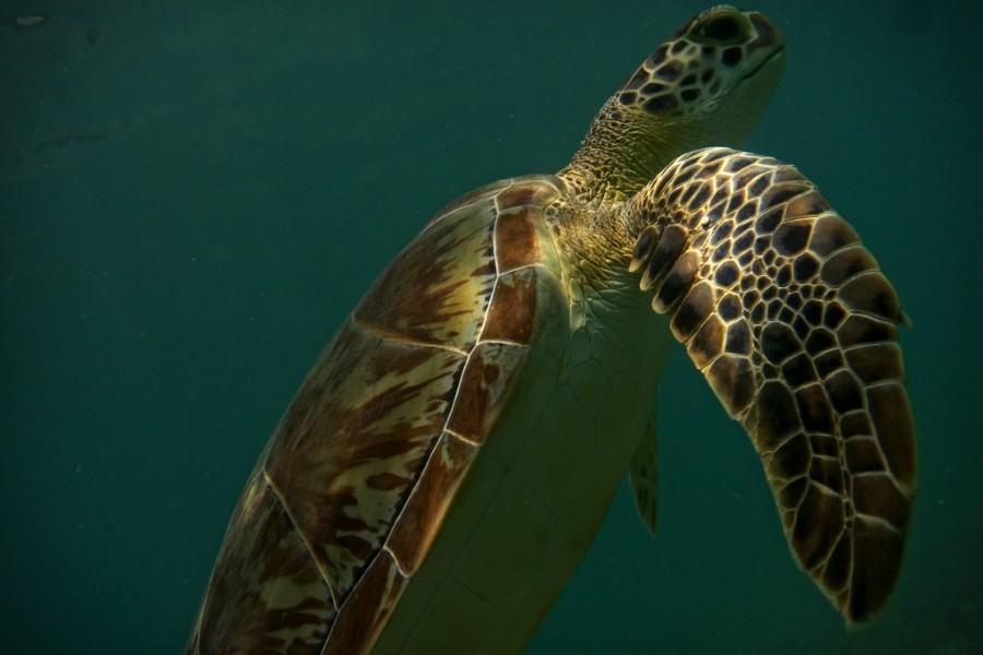 sea turtle