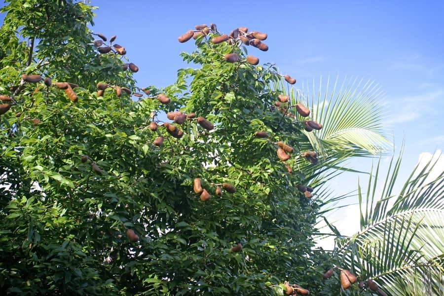 west indian locust stinking toe tree