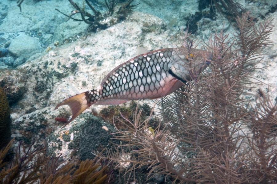 parrotfish