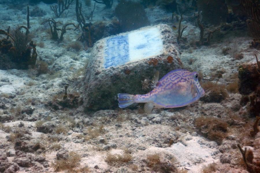 honeycomb cowfish