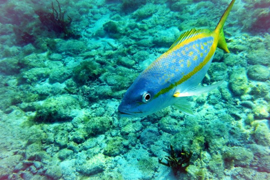 Yellowtail Snapper