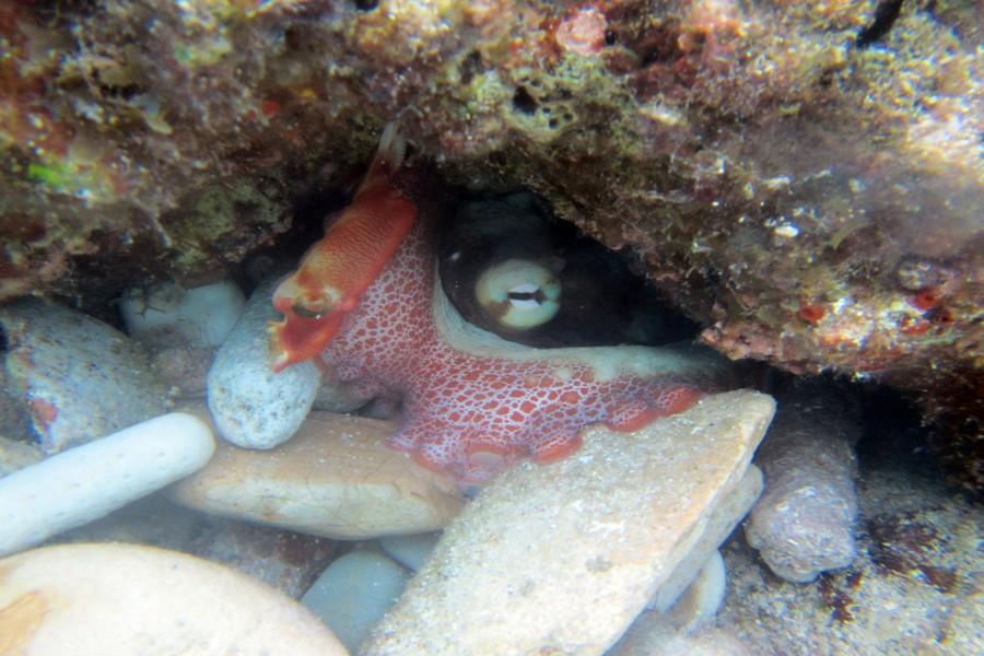 Alexandra Caribbean Reef Octopus