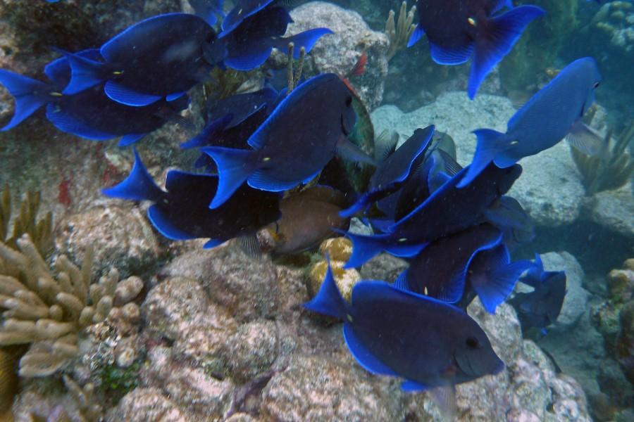 Blue Tang Fish