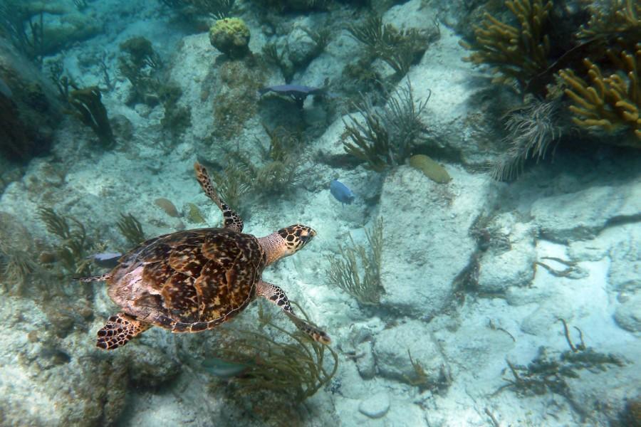 Hawksbill turtle