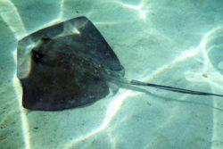 southern sting ray