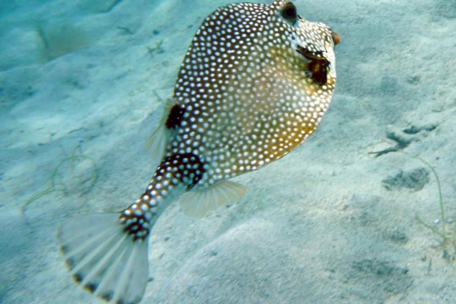 trunk fish in the USVI water