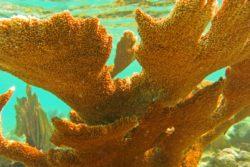 Elkhorn Coral