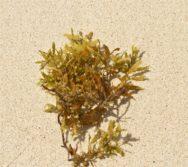 sargassum on beach