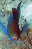 parrotfish