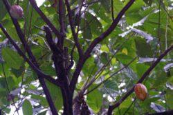 chocolate fruit