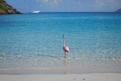 flamingo and boat