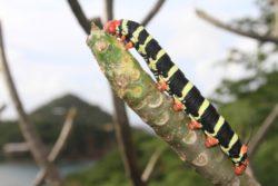 frangipani caterpillar