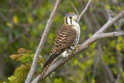 Kestral