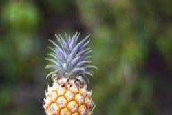 native pineapple