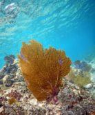 orange sea fan