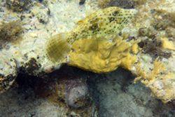 Scrawled Filefish