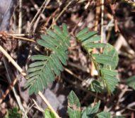 Sensitive Plant