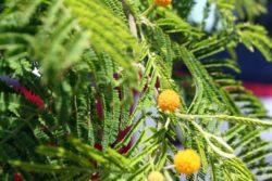 acacia flower