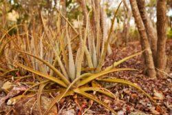 aloe