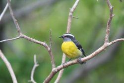 Bananaquit