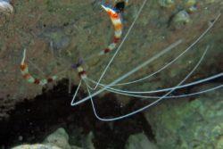 Banded Coral Shrimp