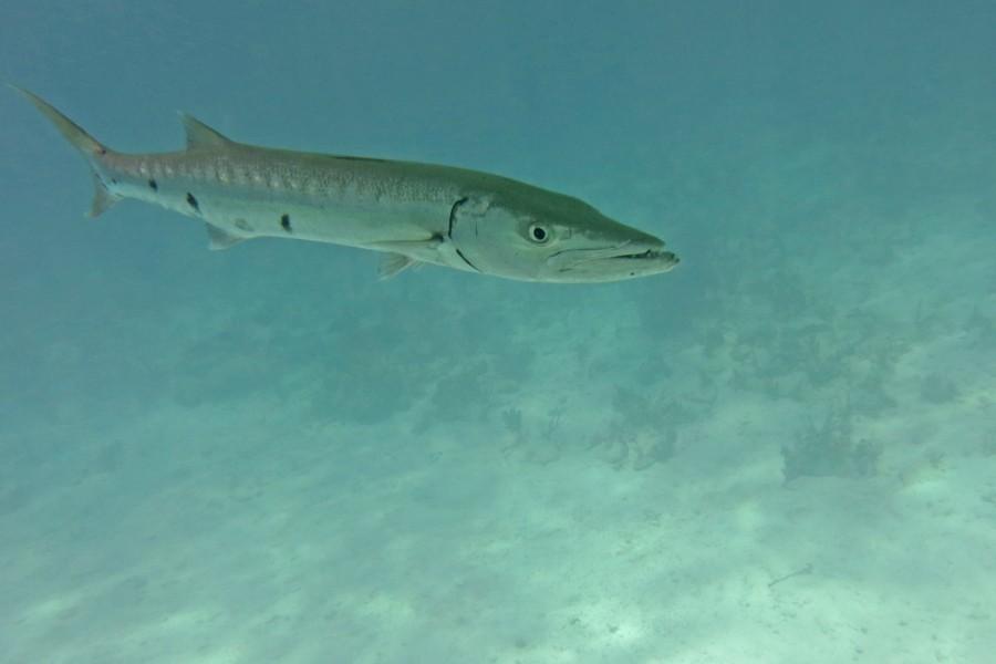 barracuda