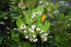 bay rum in flower