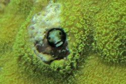 blenny 2