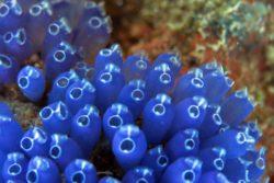 blue bell tunicate