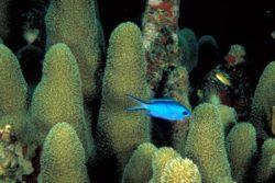 Blue Chromis