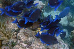 Blue Tang St. John