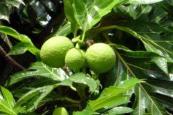 Breadfruit