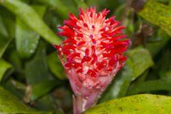 Bromeliad 1