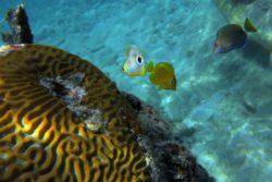 Butterflyfish