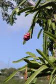 cerius fruit on tree