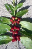 cherries on branch