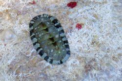 Chiton