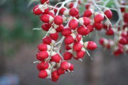 Christmas Palm seeds