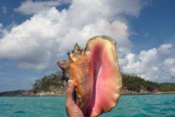 conch