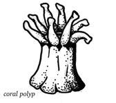 coral polyp