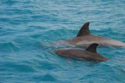 dolphin fungi passage