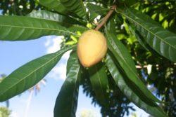 egg fruit